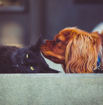 Cum să vă protejaţi câinii şi pisicile de artificii în noaptea dintre ani