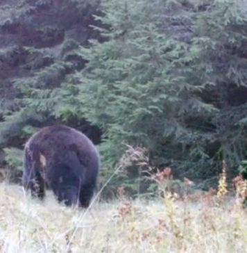 Urșii catalogați drept „periculoși” vor putea fi omorâți și în afara orașelor