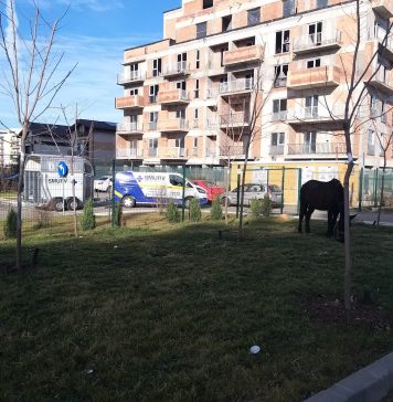 Cal abandonat în Sectorul 3. Stăpânul riscă o amendă de până la 3.000 de lei – FOTO