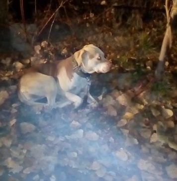Bucureşteancă amendată după ce şi-a abandonat câinele într-un parc. Animalul fusese legat de un copac, fără hrană şi apă
