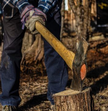 Violența asupra pădurarilor este sancționată cu pedepse mai aspre. Iohannis a promulgat legea