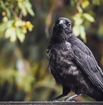 Primăria Capitalei vrea să dea un milion de lei, ca să afle cum poate scăpa de ciorile din Cișmigiu