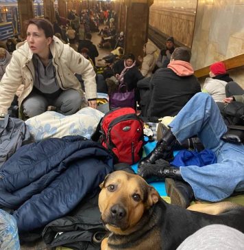 România permite derogări temporare pentru intrarea animalelor de companie din Ucraina