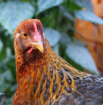 Gripă aviară înalt patogenă în România. Un prim focar, aproape de București