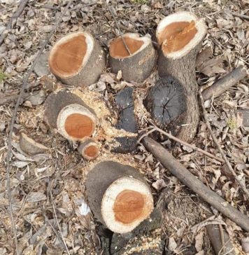 Amenzi de aproximativ 600.000 de lei pentru tăierea ilegală de arbori în București