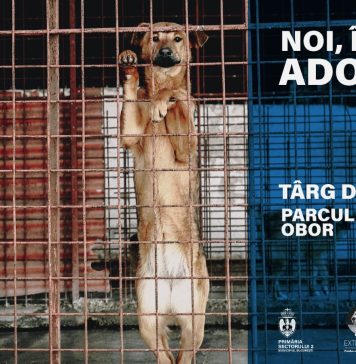 Târg de adopții pentru cățeii și pisicile din adăposturile Sectorului 2