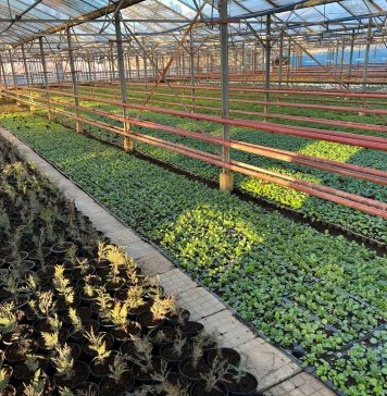 Asociațiile de proprietari din Sectorul 2 pot solicita plante pentru spațiile verzi – FOTO