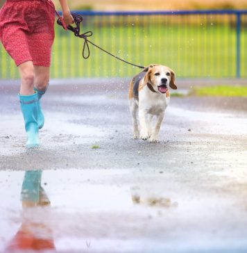 Aproape 700 de câini și pisici sterilizate în Ilfov, în 3 săptămâni