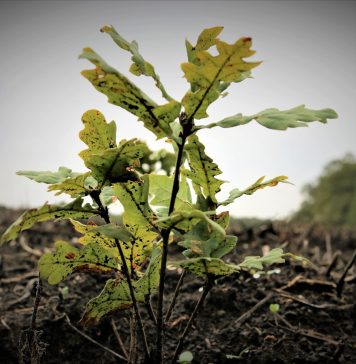 Romsilva marchează debutul Lunii Plantării Arborilor prin acțiuni de împădurire. 19 milioane de puieţi forestieri vor fi plantaţi în campania de primăvară