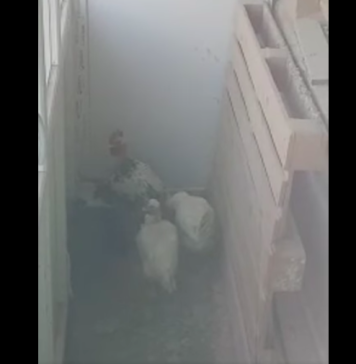 VIDEO/ Găini crescute pe balcon în Bucureşti, pe Șoseaua Giurgiului. În apartamentele vecine nu se mai putea sta din cauza mirosului
