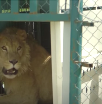 Leul Simba, mascota oraşului Zaporojie din Ucraina, salvat şi adus în România