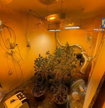 Un bucureştean şi-a amenajat în locuinţă o cultură de canabis
