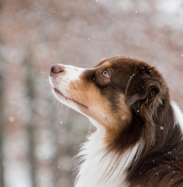 Vremea în București. Precipitaţii sub formă de ninsoare şi vânt, până joi dimineaţa