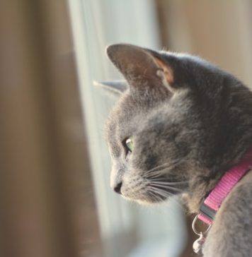 Federaţia Internaţională de Pisici a suspendat participarea felinelor din Rusia la expoziţii