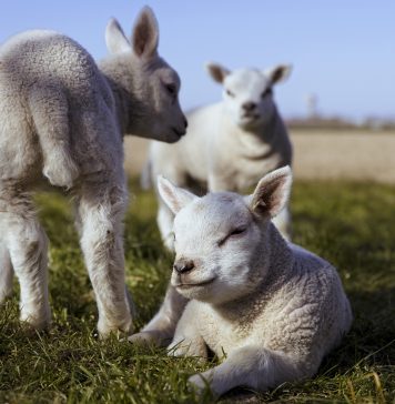 Ce răspuns a dat ministrul Agriculturii, întrebat cât va costa mielul de Paşte