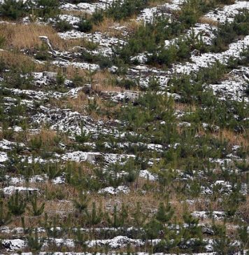 Aproape 24.000 de hectare de pădure și terenuri vor fi regenerate în acest an