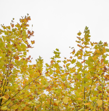 Primăria Pantelimon anunță că evenimentul ”Rădăcini pentru aer” se amână