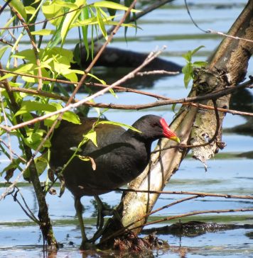 Ziua Păsărilor, sărbătorită duminică, 10 aprilie, în Parcul Natural Văcărești