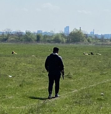 Echipajele ASPA s-au deplasat în zona Lacul Morii, de unde au ridicat mai mulţi câini