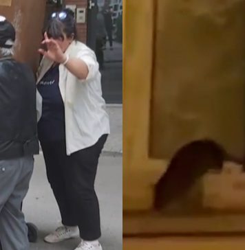 Problemele pe care le au bucureștenii din Dorobanţi. Un vecin crește şobolani în apartament