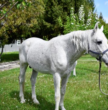 Jandarmeria Română îi caută stăpân lui Şarlatan, un cal de 18 ani din Detaşamentul de Cavalerie: ”Vârsta nu ii mai permite să participe la misiuni”