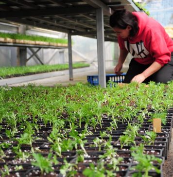 Peste 400.000 de fire de flori vor fi plantate în Sectorul 6, pe străzi, bulevarde şi parcuri – FOTO