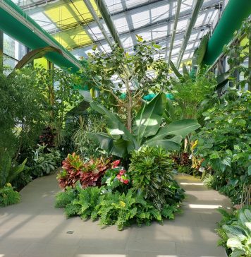 S-au copt fructele exotice la serele din Parcul Drumul Taberei – FOTO