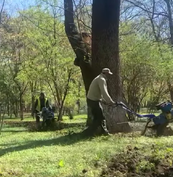 Echipele Primăriei Sectorului 1 au început să planteze gazon, flori și arbuști în Parcul Kiseleff – VIDEO
