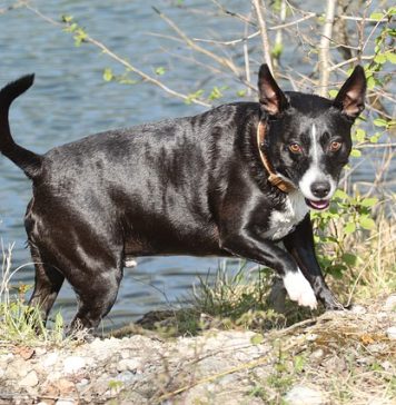 O femeie a fost atacată de o haită de câini în zona Lacul Morii