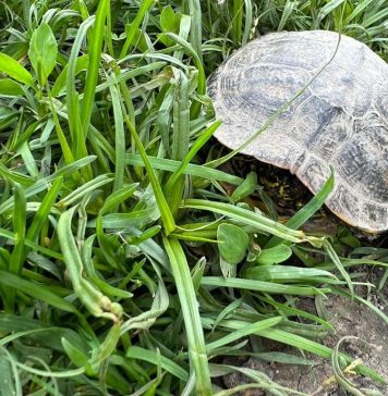 Garda de Mediu: Eliberarea țestoaselor de Florida, în parcurile din Capitală, este ILEGALĂ. La cât ajunge amenda