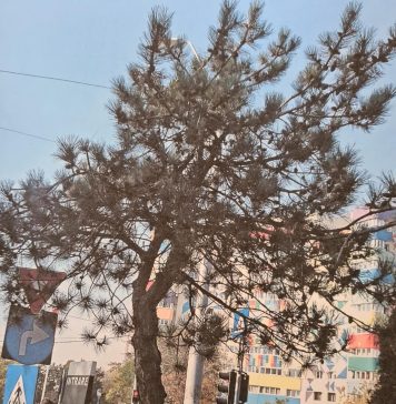 FOTO/ Nicușor Dan: Am aprobat în ultimele săptămâni doar toaletările de copaci corect justificate