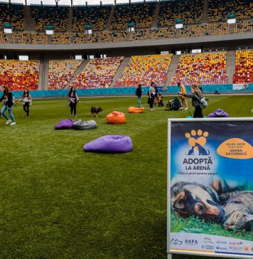 Nicuşor Dan, la Târgul de adopţii: Adopţia şi sterilizarea sunt soluţiile pentru a gestiona împreună, noi ca administraţie şi cetăţenii Capitalei, viaţa animalelor