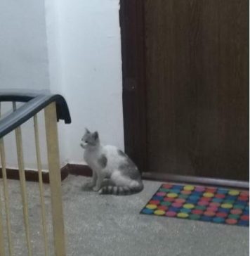 Poliția Animalelor din București a salvat o pisică blocată într-un perete din beton