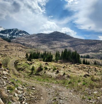 100 de hectare tăiate în Munţii Făgăraş vor fi refăcute de către Fundaţia Conservation Carpathia