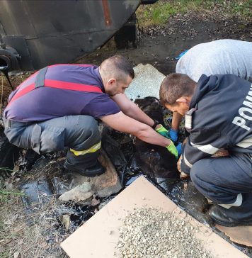 O căţeluşă blocată în smoală a fost salvată de pompierii argeșeni după 4 ore – FOTO