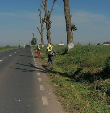 CJ Ilfov continuă acțiunea de combatere a ambroziei de lângă drumurile județene