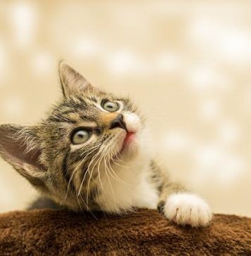 SofistiCAT revine la București, după doi ani de pauză din cauza pandemiei