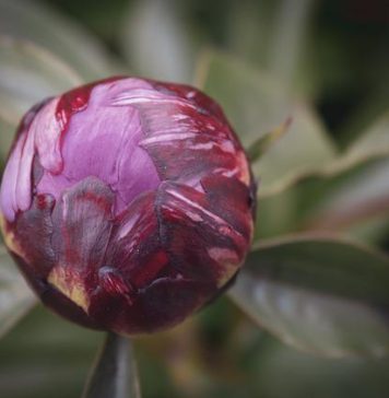 Facultatea de Horticultură strânge semnături pentru ca bujorul să fie declarat Floare Naţională