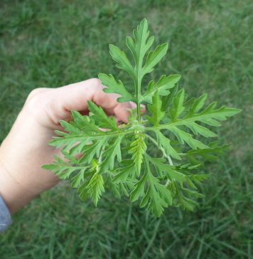 Ce amenzi riscă proprietarii de terenuri cu ambrozie. Data până la care sunt obligați să elimine buruiana periculoasă