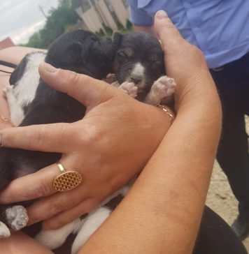 O femeie din București a fost amendată cu 10.000 de lei pentru că nu și-a sterilizat animalele de companie