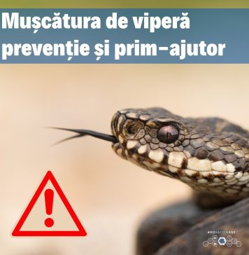 Mușcătura de viperă: cum o poți preveni și ce faci dacă ai fost mușcat