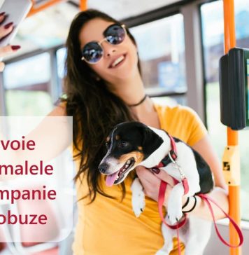 Toate animalele de companie din Ilfov au voie în mijloacele de transport în comun