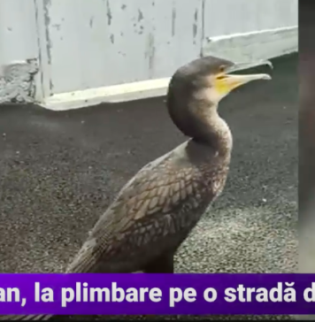 VIDEO/ Un cormoran a fost filmat plimbându-se pe o stradă din Sectorul 3
