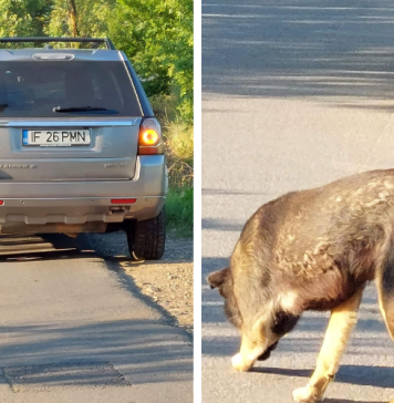 Un bărbat din Ilfov a fost amendat cu 12.000 de lei după ce și-a abandonat câinele