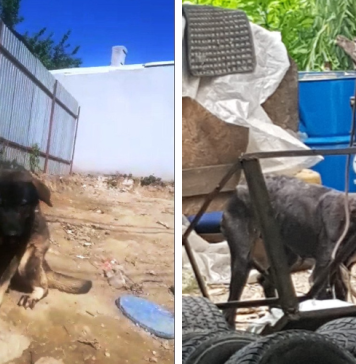 Căței maltratați și neîngrijiți în Capitală. Stăpânii au primit amenzi de aproape 64.000 de lei