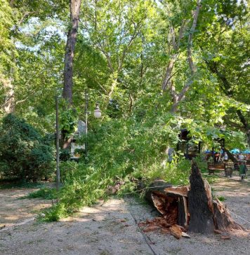 Un copac înalt de peste 10 metri a căzut peste un loc de joacă din parcul Cişmigiu – FOTO