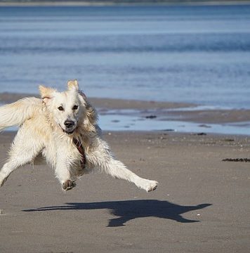 Bucureștenii pot adopta în acest weekend căței din Parcul IOR și de la Opera Comică pentru Copii