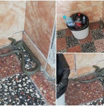 Curtea unui bloc din București, invadată de șerpi. Reptilele au intrat și în scara blocului – FOTO