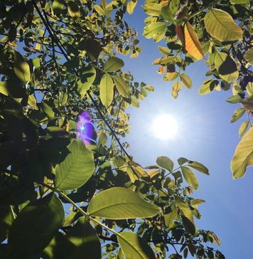 Caniculă în toată România. Cod portocaliu în nouă județe din vest, până vineri