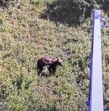 Imagini cu ursul în pădurea Scroviștea de lângă București. Animalul ar putea fi relocat – VIDEO